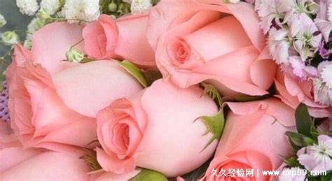 粉玫瑰是不能隨便送人的,粉玫瑰是不能隨便送人的30朵縮略圖 粉玫瑰是不能隨便送人的,粉玫瑰是不能隨便送人的30朵縮略圖