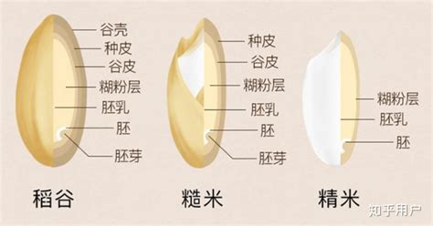 糙米和大米的區別,糙米和大米的區別功效與作用縮略圖