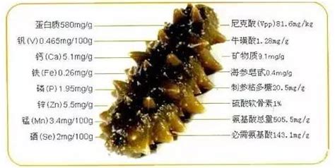 海參的營養價值和功效 適合人群(海參的營養價值和功效適合人群)縮略圖
