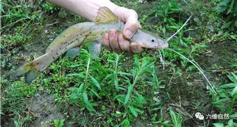 芝麻劍魚,芝麻劍魚圖片縮略圖