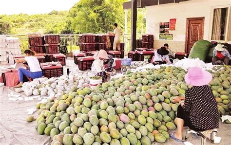 芒果干代工廠(芒果干代加工廠)縮略圖