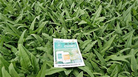 葉面肥的正確使用方法,葉面肥怎么使用方法縮略圖