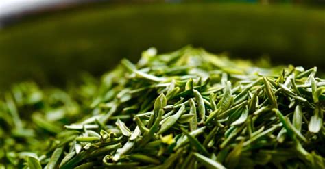 黃茶是溫性還是寒性(黃茶是溫性還是寒性黃茶產自哪)縮略圖