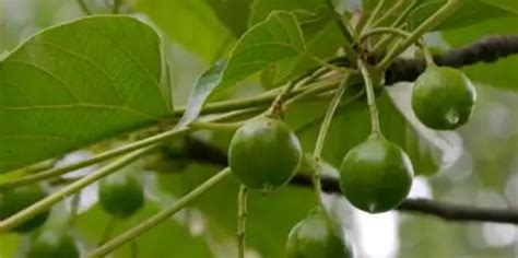 桐油對(duì)身體有什么危害(桐油油漆)縮略圖