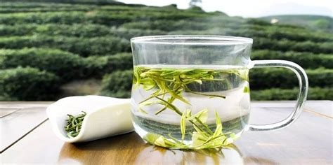 白茶的泡法及沖泡技巧(白茶的泡法及沖泡技巧視頻)縮略圖 白茶的泡法及沖泡技巧(白茶的泡法及沖泡技巧視頻)縮略圖