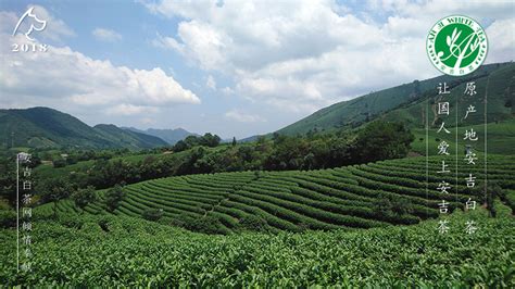 白茶產地是哪里最好(白茶產地是哪里最好福建)縮略圖 白茶產地是哪里最好(白茶產地是哪里最好福建)縮略圖