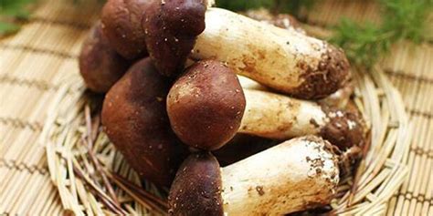 姬松茸千萬別拿來煲湯(鮮姬松茸煲湯最佳做法)縮略圖