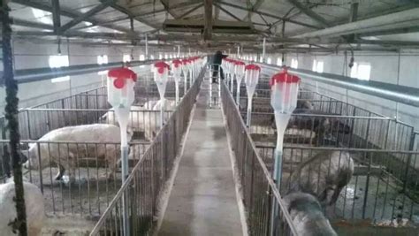 養豬設備廠家批發,養豬設備廠家批發高清縮略圖