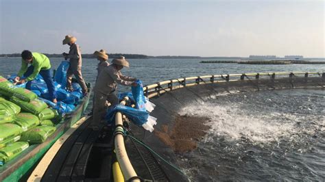 水產飼料廠家聯系方式(水產飼料廠家聯系方式電話)縮略圖