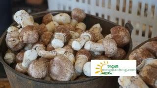 姬松茸價格多少一斤,姬松茸價格今日多少錢一斤縮略圖