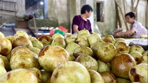 蜜棗爸育兒(蜜棗爸育兒視頻)縮略圖