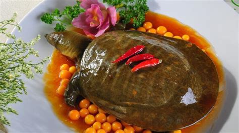 甲魚的功效和作用,甲魚的功效和作用怎么吃最安全縮略圖