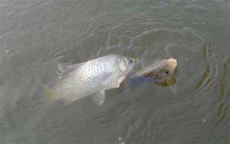 蝦滑釣鯽魚(蝦滑釣鯽魚怎么調漂)縮略圖